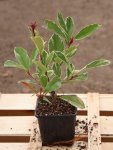 Photinia x fraseri ´Pink Marble´® Blýskavka Fraserova 'Pink Marble' ® Nelen pro zelen sazenice h9x9