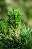 Borovice kleč Nelen pro zelen Pinus mugo jehličí