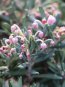 Kyhanka bažinná Nelen pro zelen Andromeda polifolia květ