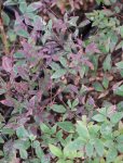 Nandina domestica 'Summer Sunset'® Nandina domácí 'Summer Sunset' ® Nelen pro zelen listy