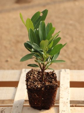 Prunus laurocerasus 'Otto Luyken' Bobkovišeň lékařská 'Otto Luyken' Nelen pro zelen sazenice QP