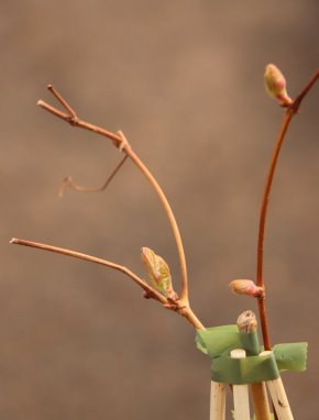 Vitis vinifera 'Regent' Vinná réva 'Regent' Nelen pro zelen detail