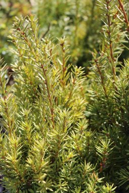 Tis prostřední 'Hicksii'