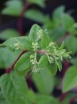 Hortenzie latnatá 'Sundae Fraise'