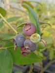 Vaccinium corymbosum 'Hannah choice' Kanadská borůvka 'Hannah choice' Nelen pro zelen plody
