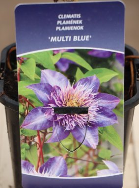 Clematis 'Multi Blue´ Plamének 'Multi Blue' Nelen pro zelen etiketa