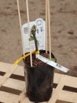 Vitis vinifera 'Irsai Oliver' Vinná réva 'Irsai Oliver' Nelen pro zelen sazenice kontej 2L