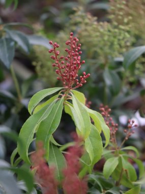 Pieris japonica 'Bonfire' Pieris japonský 'Bonfire' Nelen pro zelen poupata