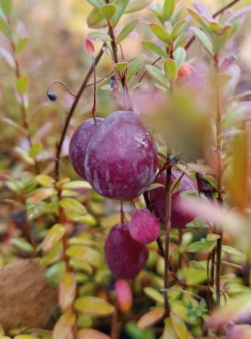 Vaccinium macrocarpon ‘Ben Lear’ Klikva velkoplodá 'Ben Lear' Nelen pro zelen plody