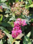 Spiraea bumalda 'Anthony Waterer' Tavolník Bumaldův 'Anthony Waterer' Nelen pro zelen květ