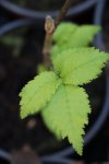 Jilm holandský 'Wredei' Nelen pro zelen Ulmus × hollandica 'Wredei' rostlina