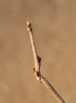 Wistaria floribunda ´Macrobotrys´ Vistárie květnatá 'Macrobotrys' Nelen pro zelen detail