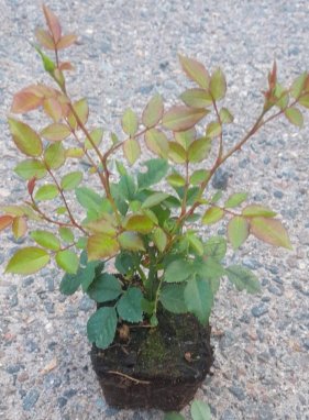 Rosa 'Rote The Fairy' Růže půdopokryvná 'Rote The Fairy' Nelen pro zelen sazenice QP