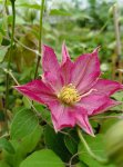Clematis 'Asao' Plamének 'Asao' Nelen pro zelen květ