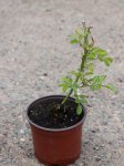 Rosa 'The Fairy' Růže 'The Fairy' Nelen pro zelen kont 12cm