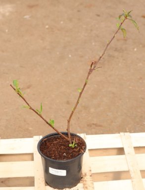 Chaenomeles speciosa 'Nivalis' Kdoulovec lahvicovitý 'Nivalis' Nelen pro zelen kont 1L