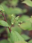 Viburnum plicatum 'Dart´s Red Robin´ Kalina japonská 'Dart's Red Robin' Nelen pro zelen poupě detail