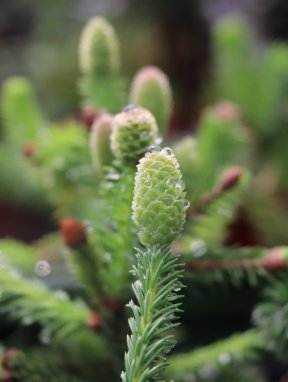 Picea abies´Pusch´ Smrk ztepilý 'Pusch' Nelen pro zelen šiška a nové výhonky