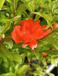 Punica granatum ´Chico´ Marhaník granátový 'Chico' Nelen pro zelen květ