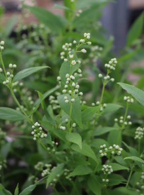 Deutzia gracilis Trojpuk štíhlý Nelen pro zelen poupata