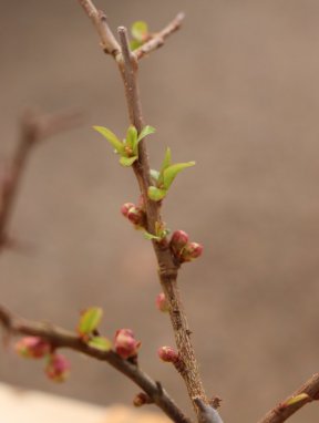 Chaenomeles speciosa 'Rubra´ Kdoulovec lahvicovitý 'Rubra' Nelen pro zelen rašící