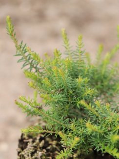 Erica carnea 'Rosy Gem' Vřesovec pleťový 'Rosy Gem' Nelen pro zelen detail