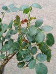 Rosa 'Cinderella' Růže 'Cinderella' Nelen pro zelen listy