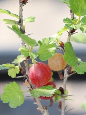 Ribes uva-crispa 'Hinnonmaki red' Angrešt 'Hinnonmaki red' Nelen pro zelen zrající plody