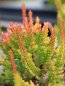 Calluna vulgaris 'Zoe' Vřes obecný 'Zoe' Nelen pro zelen detail