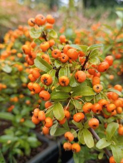 Pyracantha coccinea 'Saphyr® Orange´ Hlohyně šarlatová 'Saphyr ® Orange' Nelen pro zelen bobule Pyracantha coccinea 'Saphyr® Orange´ Hlohyně šarlatová 'Saphyr ® Orange' Nelen pro zelen bobule