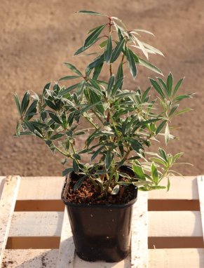 Pieris japonica 'Flaming Silver' Pieris japonský 'Flaming Silver' Nelen pro zelen sazenice 1,3L