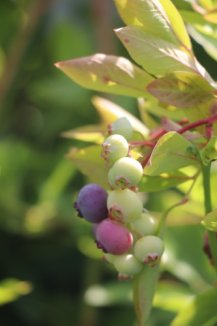 Kanadská borůvka 'Goldtraube' Nelen pro zelen Vaccinium corymbosum 'Goldtraube' plody