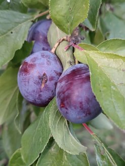 Prunus domestica 'Kulinaria' Švestka 'Kulinaria' Nelen pro zelen plody Prunus domestica 'Kulinaria' Švestka 'Kulinaria' Nelen pro zelen plody