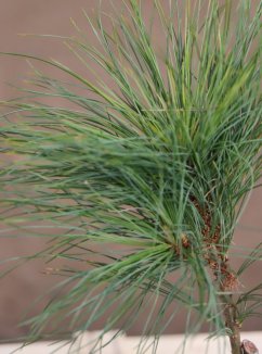 Pinus strobus ´Niagara Falls´ Borovice vejmutovka 'Niagara Falls' Nelen pro zelen detail Pinus strobus ´Niagara Falls´ Borovice vejmutovka 'Niagara Falls' Nelen pro zelen detail