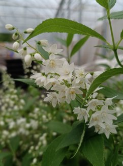 Deutzia gracilis Trojpuk štíhlý Nelen pro zelen květy Deutzia gracilis Trojpuk štíhlý Nelen pro zelen květy