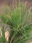 Pinus nigra 'Wurstle´ Borovice černá 'Wurstle' Nelen pro zelen detail