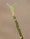 Edgeworthia chrysantha Edgevortie - papírový keř Nelen pro zelen rašící