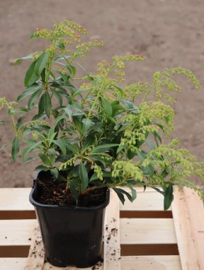 Pieris japonica 'Forest Flame' Pieris japonský 'Forest Flame' Nelen pro zelen ko 1,3L