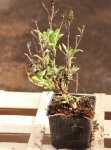 Buddleja davidii Butterfly Candy ® 'Little White´ Komule davidova Butterfly Candy ® Little White Nelen pro zelen h9x9