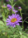 Aster alpinus 'Violet' Hvězdnice alpská 'Violet' Nelen pro zelen květ