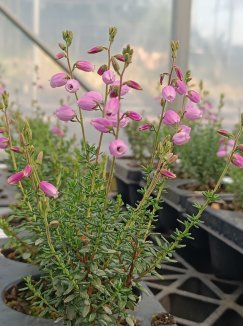 Daboecia cantabrica 'Lisa' Dabécie kantabrijská 'Lisa' Nelen pro zelen květy Daboecia cantabrica 'Lisa' Dabécie kantabrijská 'Lisa' Nelen pro zelen květy