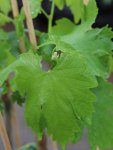 Vitis vinifera 'Asja' Vinná réva 'Asja' Nelen pro zelen list