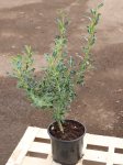 Ilex aquifolium ´Alaska´ Cesmína ostrolistá 'Alaska' Nelen pro zelen kont 2L