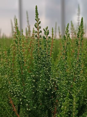 Calluna vulgaris 'Irma' Vřes obecný 'Irma' Nelen pro zelen detail
