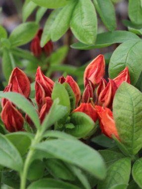 Azalea 'Feuerwerk' Azalka 'Feuerwerk' Nelen pro zelen poupata