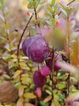 Vaccinium macrocarpon ‘Ben Lear’ Klikva velkoplodá 'Ben Lear' Nelen pro zelen plody