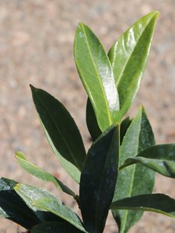 Prunus laurocerasus Nelen pro zelen Bobkovišeň lékařská list