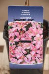 Clematis montana 'Broughton Star´ Plamének horský 'Broughton Star' Nelen pro zelen etiketa