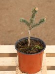 Abies pinsapo 'Glauca' Jedle španělská 'Glauca' Nelen pro zelen kont 1.5L
