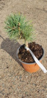 Pinus mugo 'Gnom' Borovice kleč 'Gnom' Nelen pro zelen rostlina